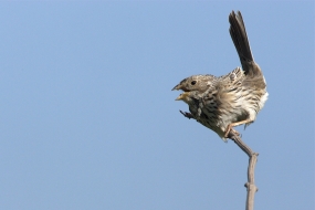 Corn bunting on a windy day