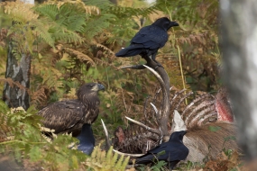 Ravens and white-tailed eagle on wolves’ prey