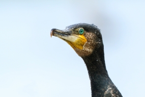 Portret kormorana