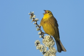 The song of a yellowhammer