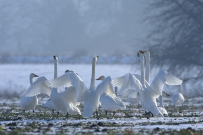 Recital of whooper swans