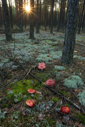 Russula in the Tuchola Forest