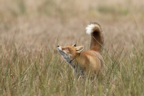 Zaciekawiony lis