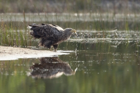 White-tailed eagle at waterhole