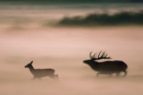 Rut in the mists