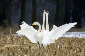 The dance of whooper swans