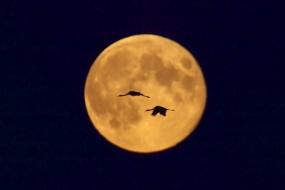 Cranes in the full moon