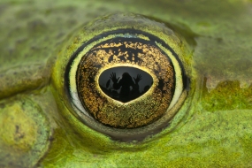 Frog eye autoportrait