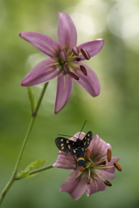 Nine-spotted moth on a lily