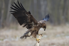 Balancing white-tailed eagle