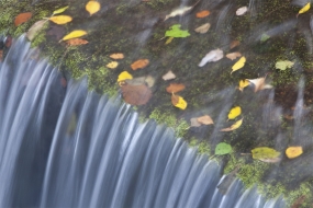 Leaves in rapids