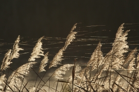 Golden reeds