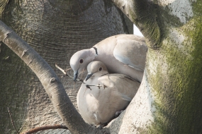 Nest-building of collared doves