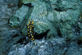 Salamander in a stream