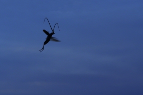 Flight of capricorn beetle
